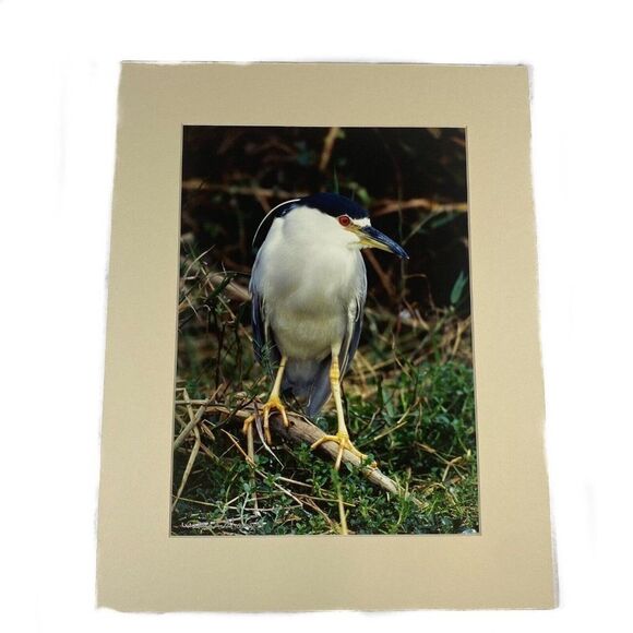 Other - Egret Ibis Bird in Nature Scenic 8x10 Matted Photo In 11x14  Signed By Artist